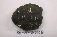 藏品(三葉蟲)的圖片